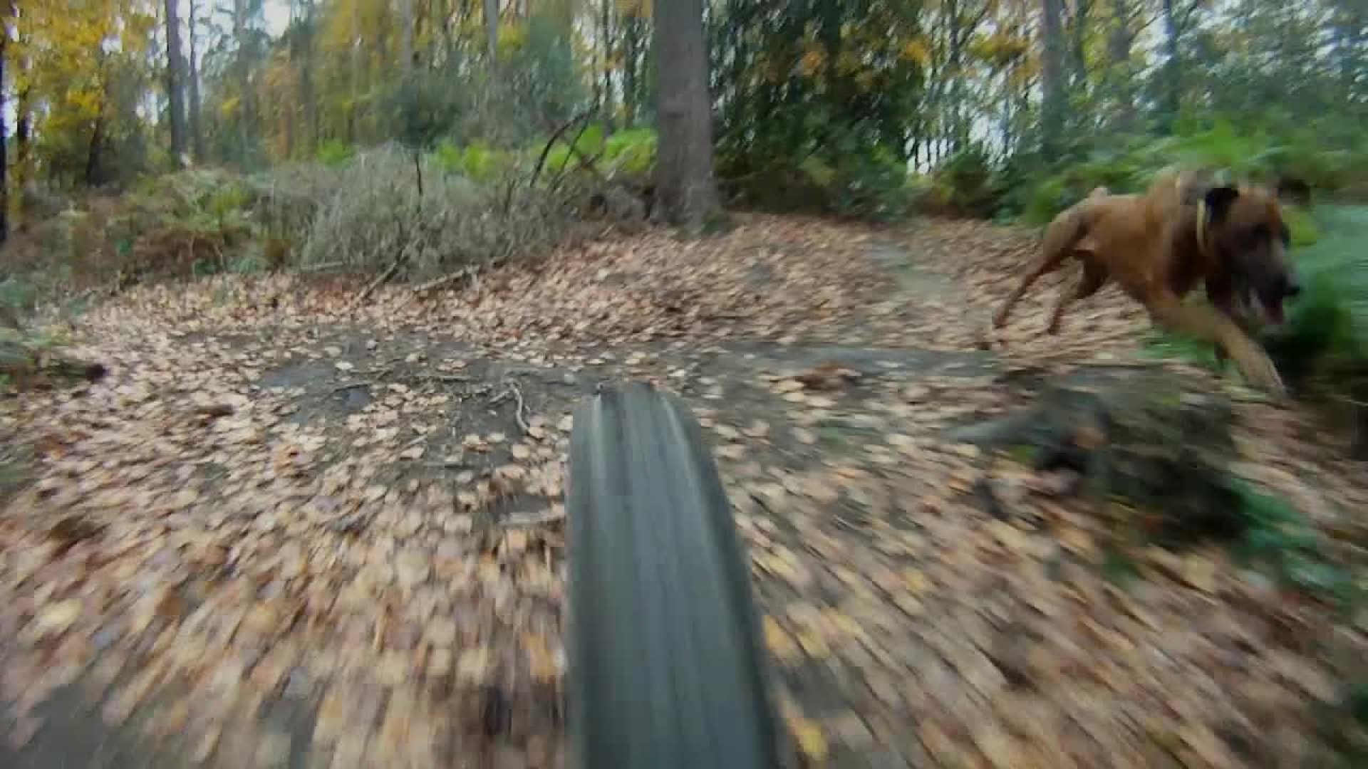 Downhill Ridgeback Shir Testvideo